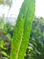 Phytomyza senecionis