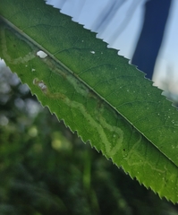 Phytomyza senecionis