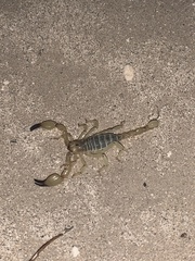 Anuroctonus phaiodactylus