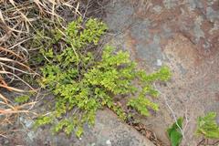 Cryptocarya wyliei