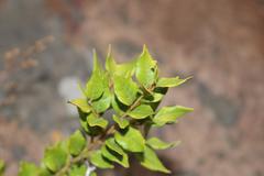 Cryptocarya wyliei