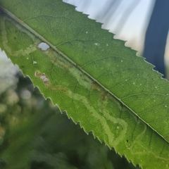 Phytomyza senecionis