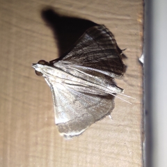 Cangetta hartoghialis