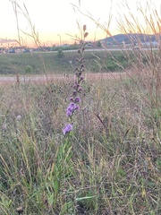 Liatris aspera