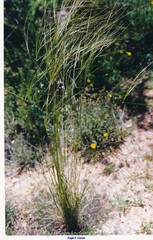 Stipa lagascae