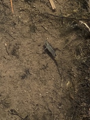 Cyprinodon macularius