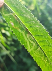 Phytomyza senecionis