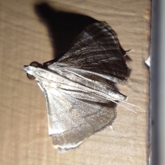 Cangetta hartoghialis