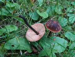 Macrocystidia cucumis cucumis