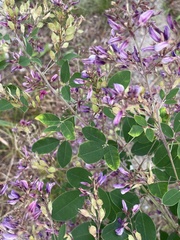 Lespedeza thunbergii