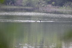 Phalacrocorax fuscicollis