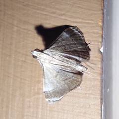 Cangetta hartoghialis