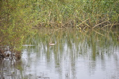 Nettapus coromandelianus