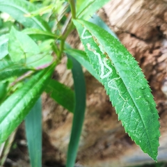 Phytomyza senecionis