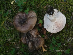 Russula adusta