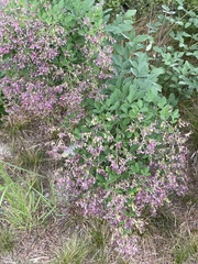 Lespedeza thunbergii