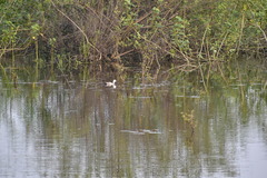 Nettapus coromandelianus