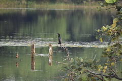Microcarbo niger