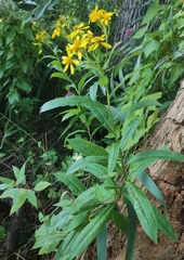 Phytomyza senecionis