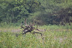 Phalacrocorax fuscicollis