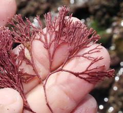 Arthrocardia corymbosa