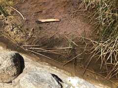 Cyprinodon macularius