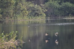 Vanellus indicus