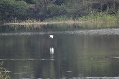 Bubulcus ibis