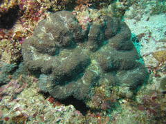 Lobophyllia hataii