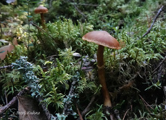 Cortinarius gentilis
