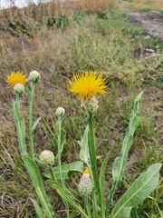 Centaurea chartolepis