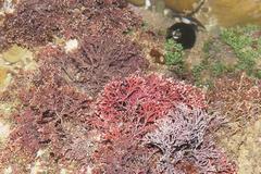 Arthrocardia flabellata