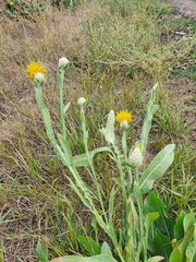 Centaurea chartolepis