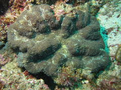 Lobophyllia hataii