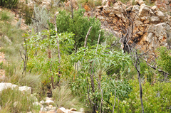 Cussonia paniculata