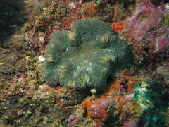 Lobophyllia hataii
