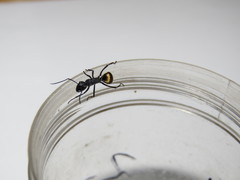 Polyrhachis ammonoeides