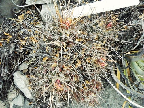 Thelocactus conothelos