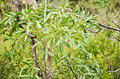 Cussonia paniculata