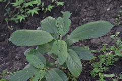 Magnoliopsida