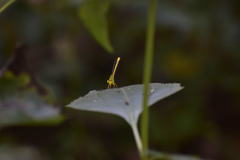 Ceriagrion coromandelianum