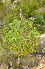 Cussonia paniculata
