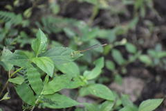 Ceriagrion coromandelianum