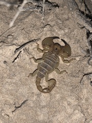 Anuroctonus phaiodactylus