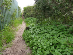 Didymodoxa capensis capensis