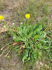 Centaurea chartolepis