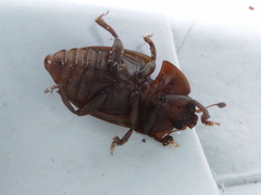 Stelidota geminata