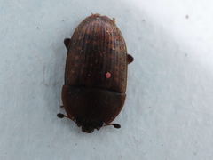 Stelidota geminata