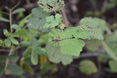 Diplacodes trivialis