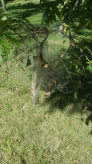 Araneae